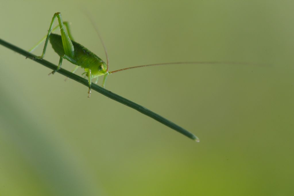 Conocephalidae o Tettigonidae o altro?